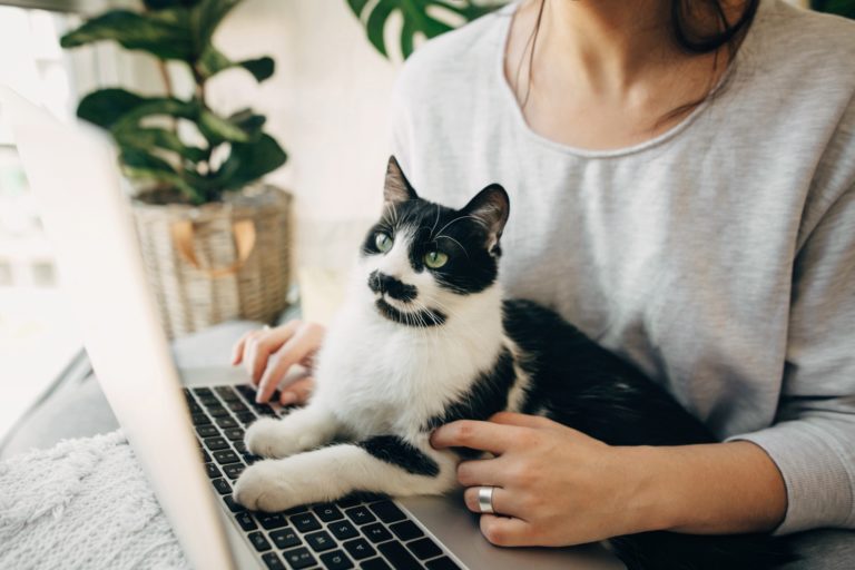 Un chat assis sur son maître pose ses pattes sur un clavier d'ordinateur portable